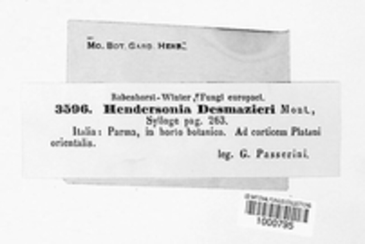 Hendersonia desmazieri image